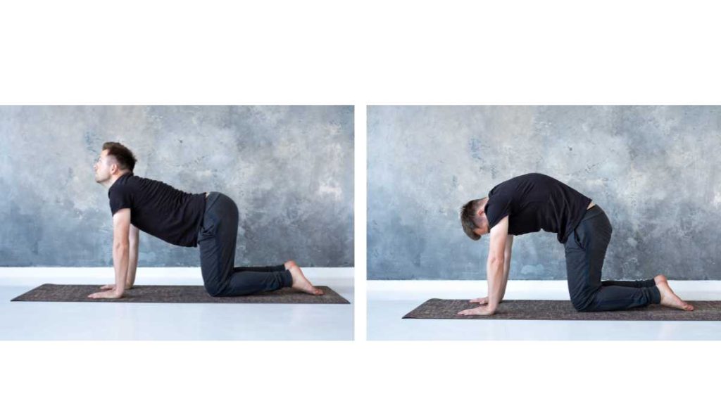 حرکت کششی گربه گاو