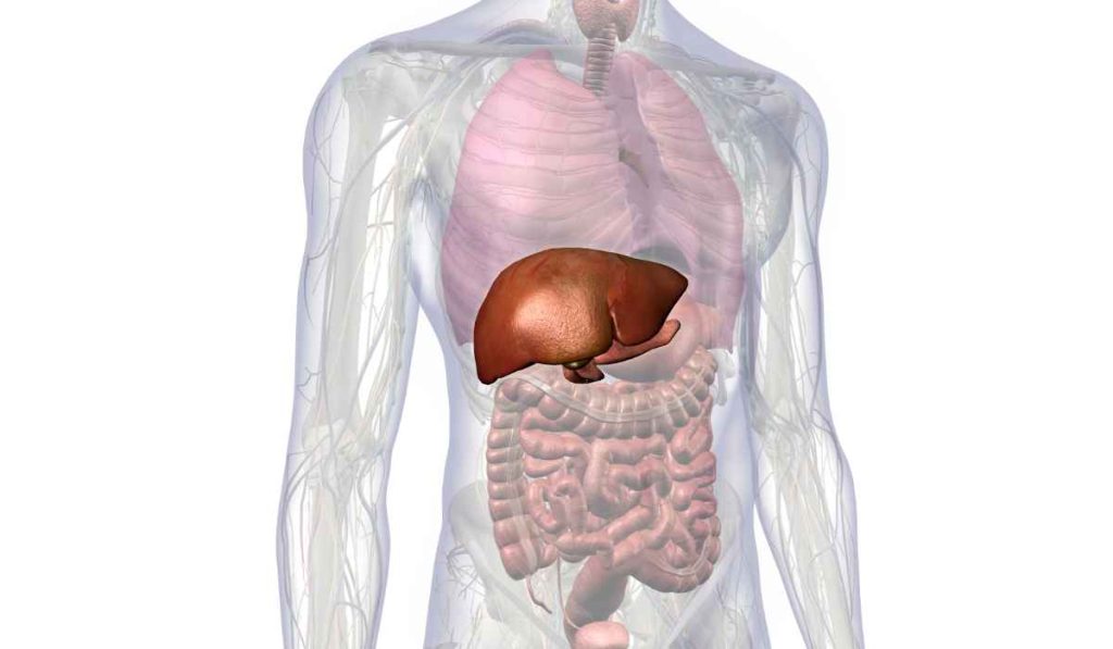 علائم کبد چرب در زنان و مردان 1 کبد چرب چیست؟